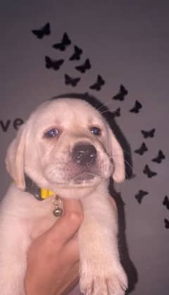 Labrador female puppy  | labra Dog pedigree | Labrador  | dog for sale