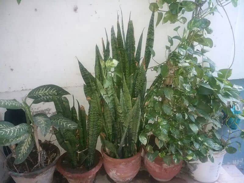 many planets in my garden money plant flowers plants . . . are . sale 2