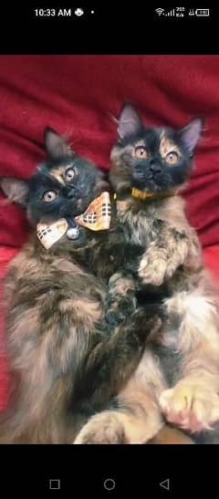 Turkish Angora cats pair