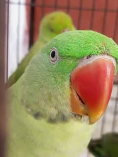 A. O. A. . . . 2 Raw Perrot For Sale male Age 1 Year And 2 Month