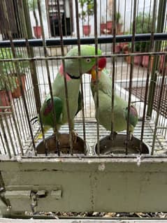 talkative and hand tamed parrots with breeding box and cage