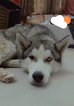 Breeder pedigree odd eyes husky dog