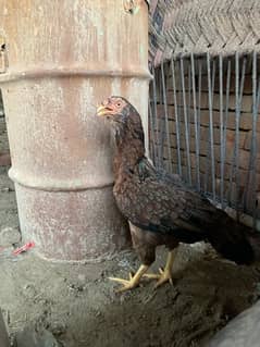 pure quality aseel madian egg laying for sale quality aseel