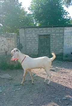 Rajanpuri / bakra / Goat / male gaot / Bakra for sale