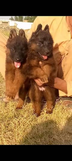 German shepherd long cout pair for sale