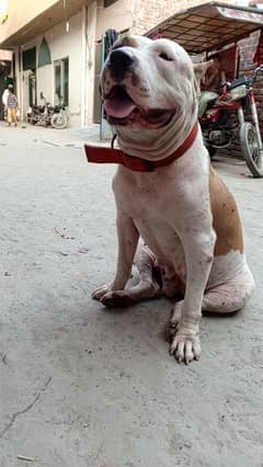 pitbull female 0