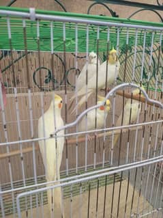 red eye cocktiel white and yellow