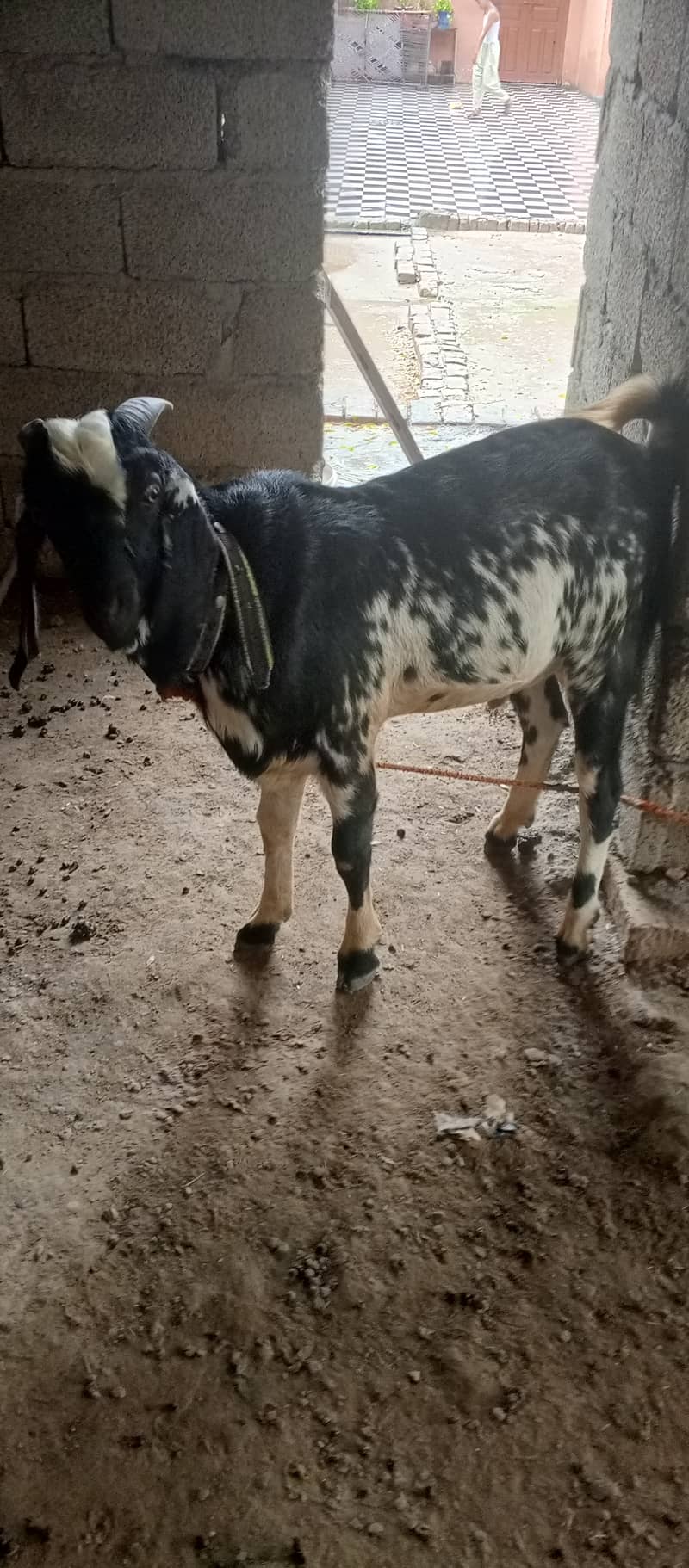 Goat for sale 1