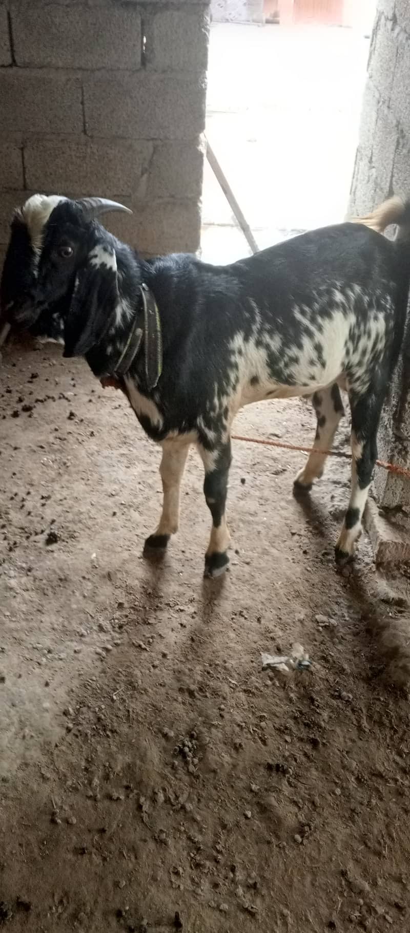 Goat for sale 3