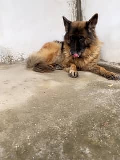 German shepherd female dog urgent sale