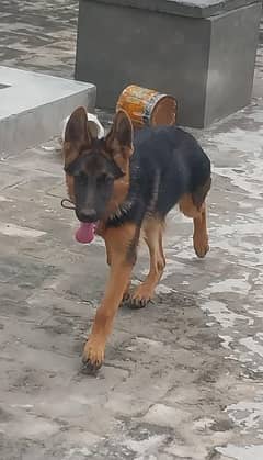 German shepherd male puppy available for sale