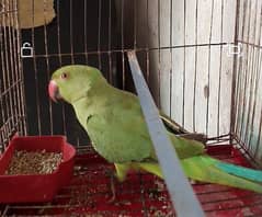 parrot for sale 0