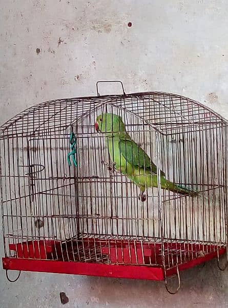 parrot for sale 1