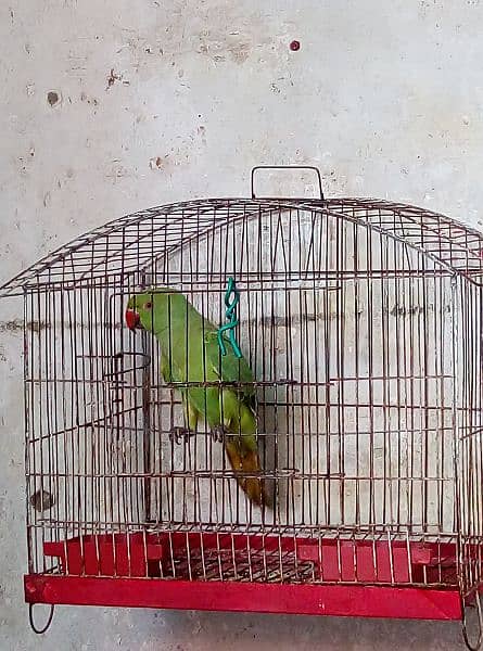 parrot for sale 2