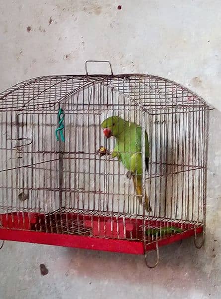 parrot for sale 4