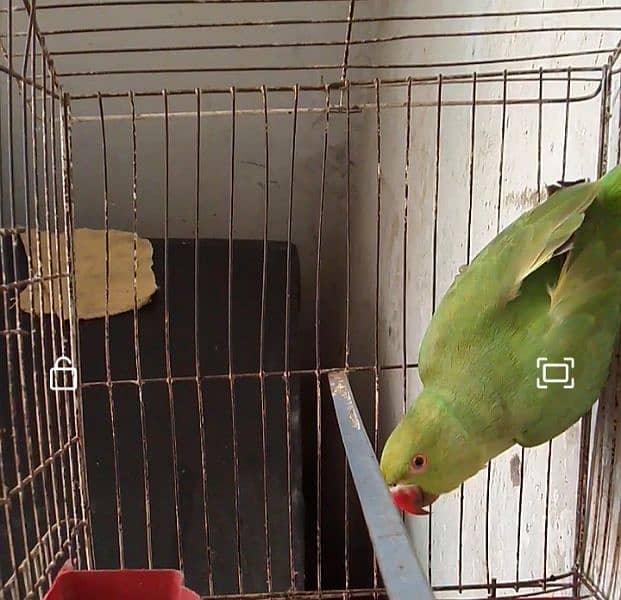 parrot for sale 5