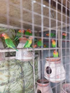 Love Birds and Australian Parrots 0