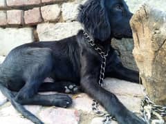 English COCKER SPANIEL (non pedigry)