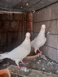 German beauty fancy pigeon