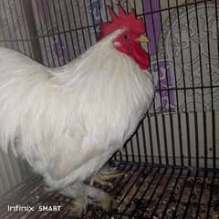 aseel and fancy hens for sale