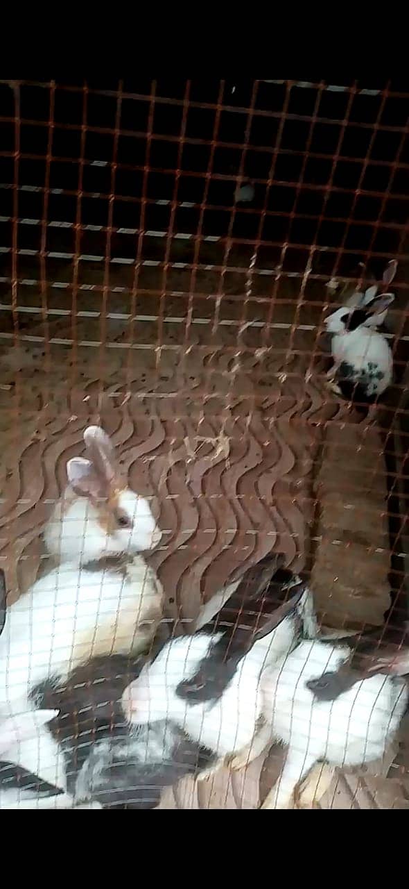 RABBITS FOR SALE 5