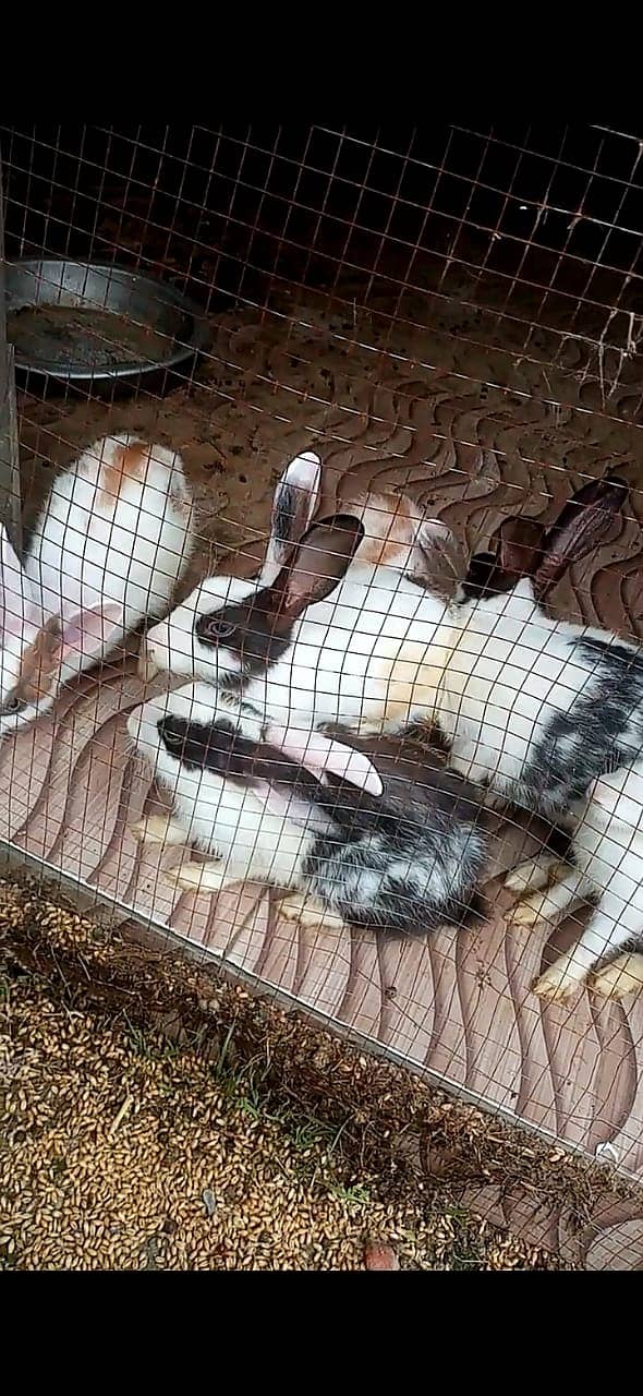 RABBITS FOR SALE 7