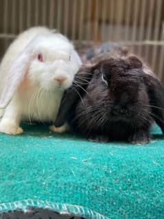 Holland lop rabbit so beautiful healthy active cute pair