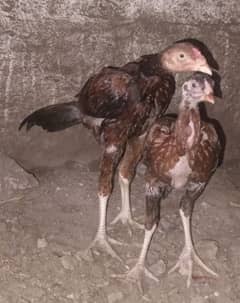 home grown aseel hens male+female