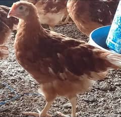 egg laying lohman brown chicken and feed