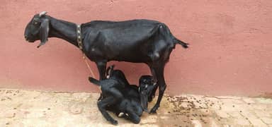 bakri sath 2 female bachey 03216193283 0