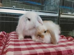 loin lop rabbit so beautiful healthy active cute pair