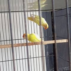 Cremino to Decino love bird pair ready to breed