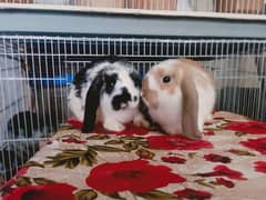 Holland lop rabbit so beautiful unique pattern pair