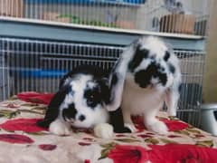 Holland lop rabbit so beautiful healthy active cute and friendly pair