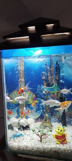 fish aquarium with fishes