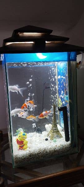 fish aquarium with fishes 2