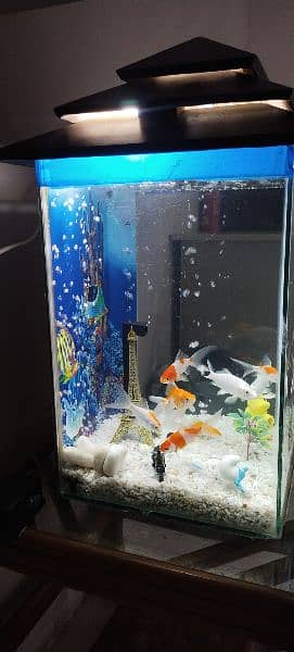 fish aquarium with fishes 3