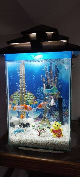 fish aquarium with fishes 5