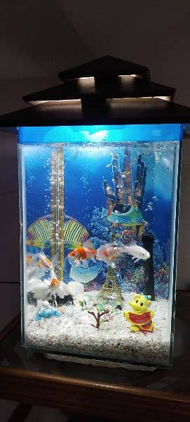 fish aquarium with fishes 6