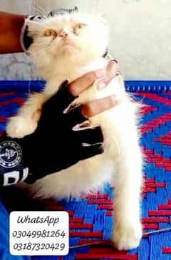 pure persian female cat extreme punch cfa piki bloodline peke father