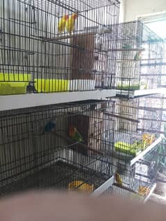 set breeder pairs with cages box full small setup 0