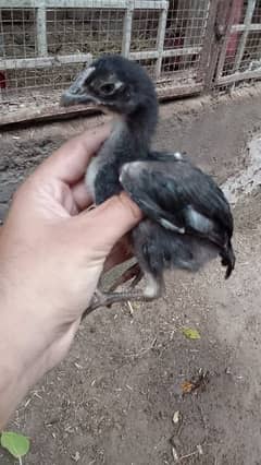 aseel mianwali chick's and mother for sale.