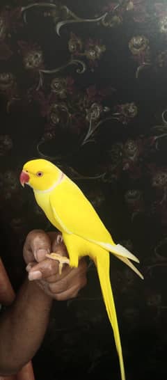 handtame yellow ringneck parrot 0