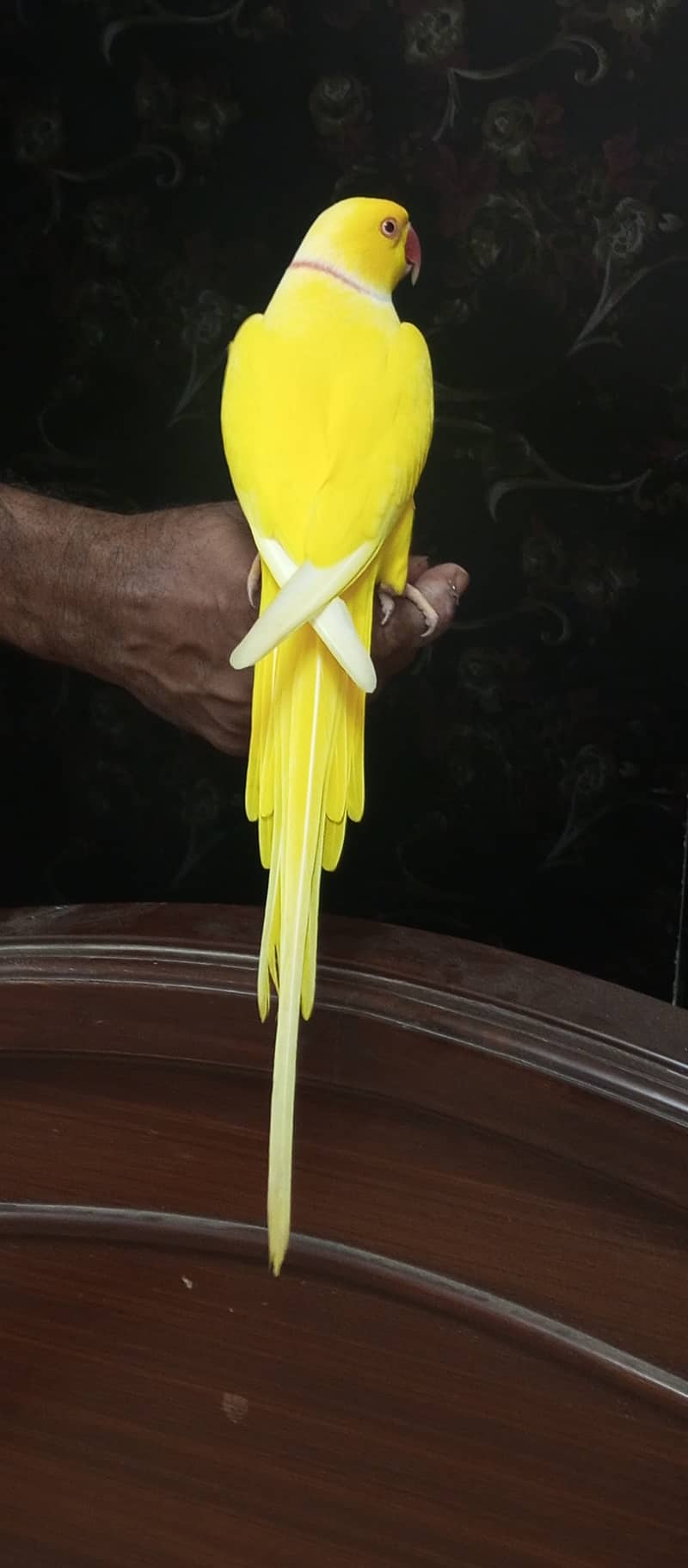 handtame yellow ringneck parrot 1