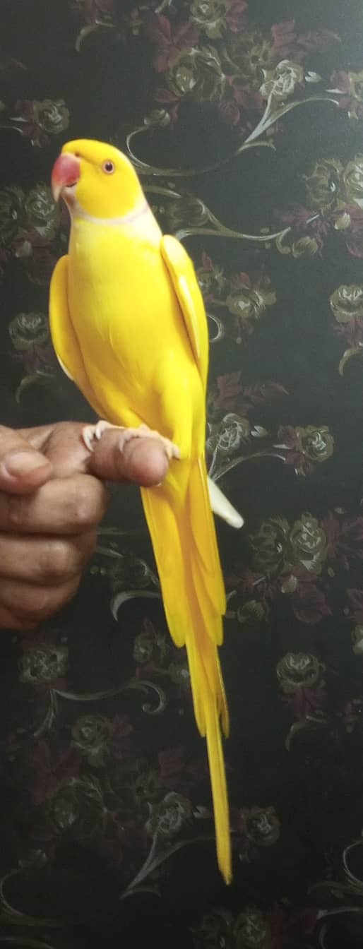 handtame yellow ringneck parrot 2