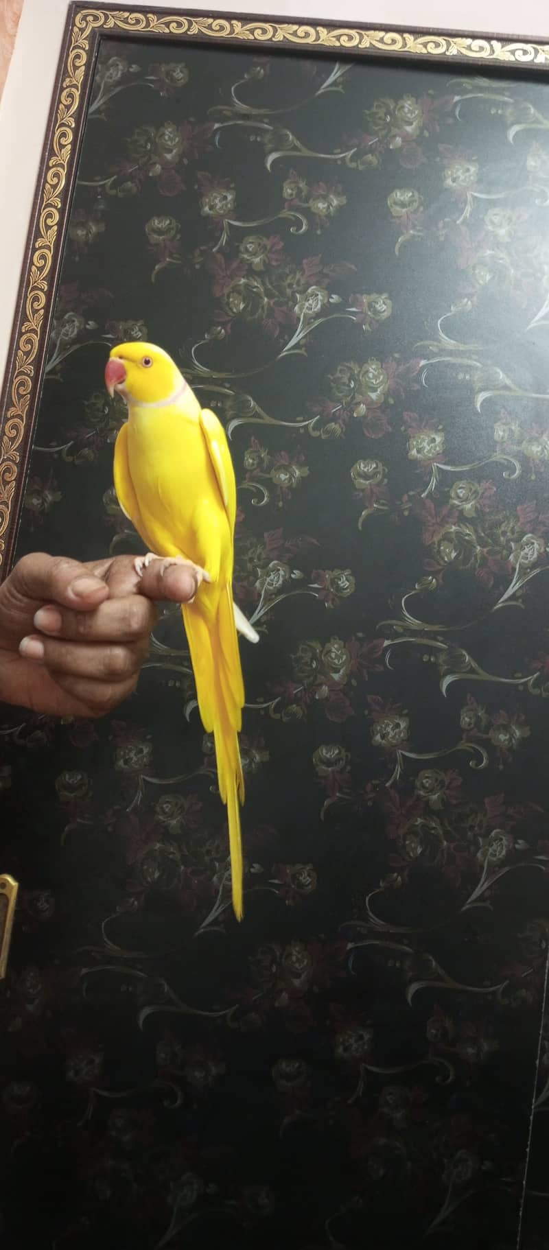 handtame yellow ringneck parrot 3