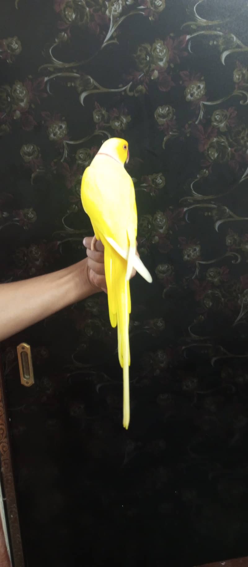 handtame yellow ringneck parrot 5