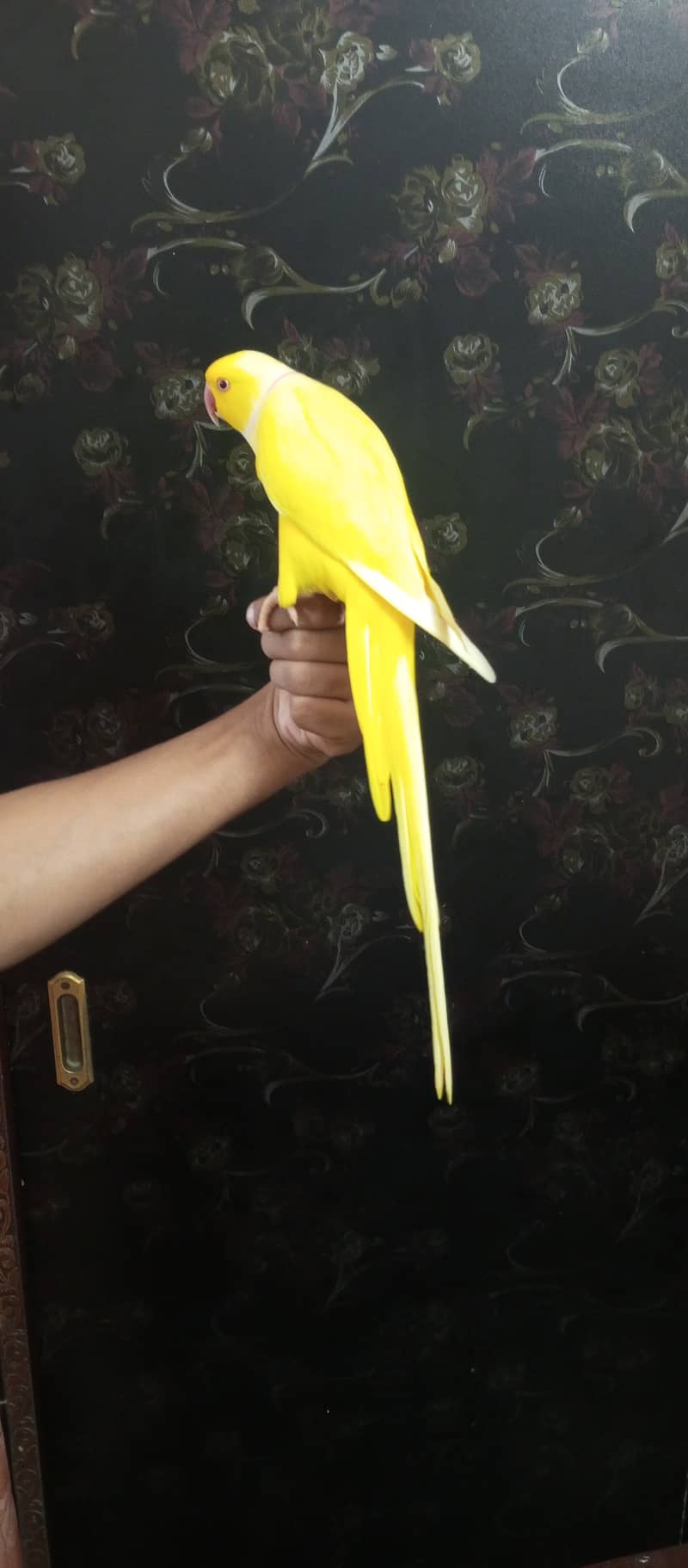 handtame yellow ringneck parrot 6