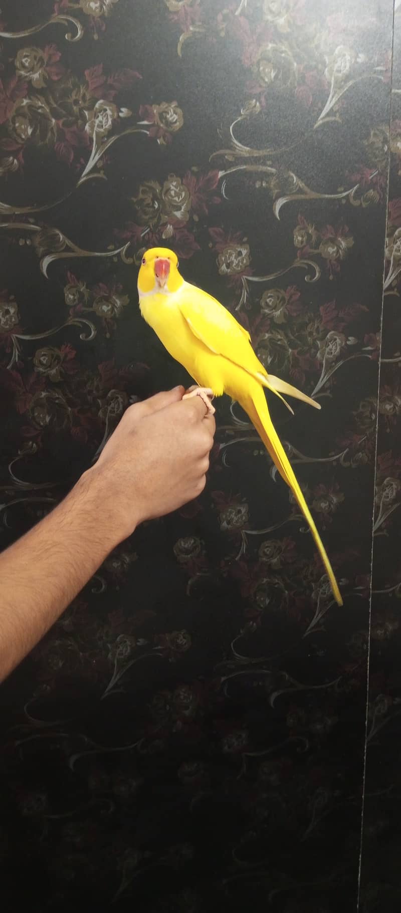 handtame yellow ringneck parrot 7