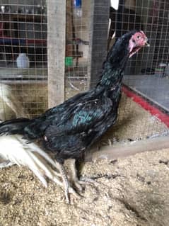 Shamo hen | Black Shamo hen for sale | shamoo | Quality hen| aseel